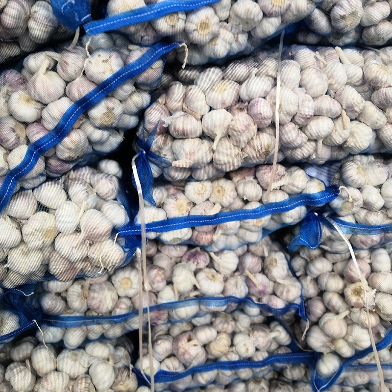 white fresh garlic